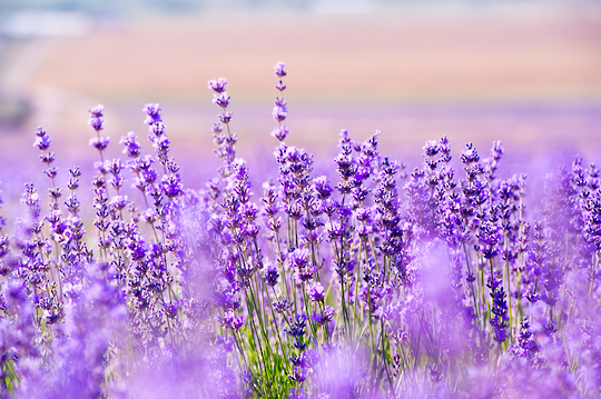 LAVENDER DISINFECTANT 20 LITRES