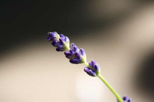 LAVENDER DISINFECTANT 200 LITRES