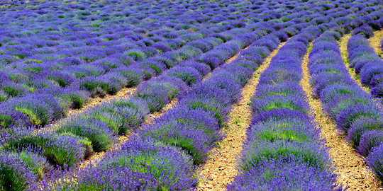 LAVENDER DISINFECTANT 5 LITRES