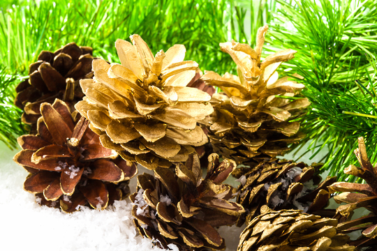 PINE WASH REFILL